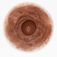 Divine Collection HERA CustomSkin Breast Forms